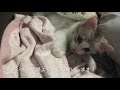 【子猫】甘えん坊なはっさくん【サイベリアン】