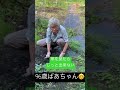 【草を見たらじっと出来ない96歳ばあちゃん👵】草むしりは日課🌱 おばあちゃんと孫 shorts 長生きの秘訣