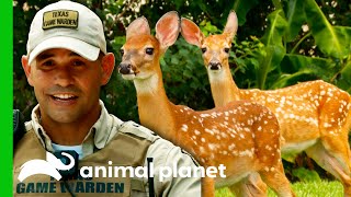Two Fawns Illegally Kept As Pets | Lone Star Law