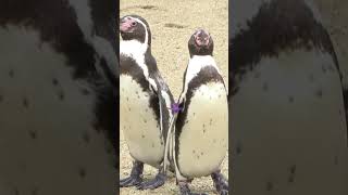 長崎ペンギン水族館のフンボルトペンギン🐧