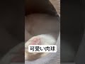 可愛い肉球を見せびらかす白猫 apricoty cat shorts