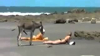 Gomar, i shkreti gomar Gomar, i shkreti gomar