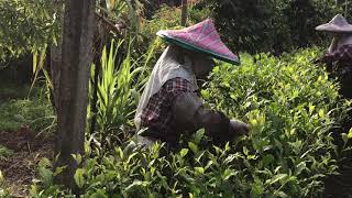 台茶18號紅玉紅茶，名刹古佛梵音茗茶，夏茶採摘。