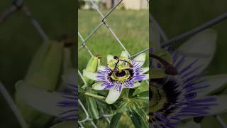 Passiflora caerulea, comúnmente llamada mburucuyá, burucuyá (nombres derivados del guaraní)