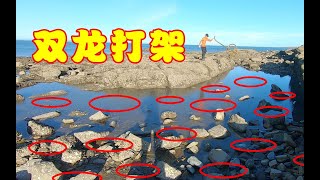 小川抽干400平巨坑，发现凶猛鳗鱼抢夺地盘，场面太激烈了