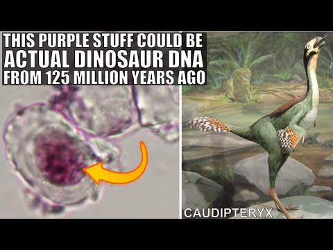 Has dinosaur DNA been found?