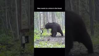 Bear reacts to a mirror #shortsvideo #shorts  #animals #tiger