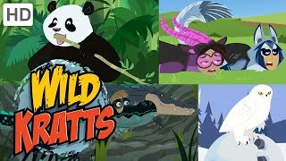 Wild Kratts 🐺🐼 Exploring the Animal Kingdom 🐊🦉 Kids Videos
