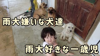 ボリビアの雨季　雨が大好きな一歳児と、ビビリな犬たち