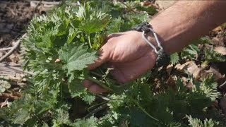 Stinging Nettles And Plantain Poultice For The Stings