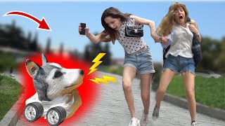 FAKE HUSKY SCARE PRANK #2| FAKE DOG PRANK
