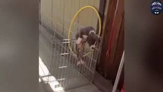 Pet Escape Artists | Funny Pet Video Compilation