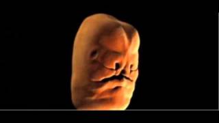 Watch A Human Embryo Grow A Face. Evolution Is Awesome.