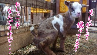 それ恥ずかしいから…　激似姉妹　手作りヤギ牧場　吉懸牧場　2020年10月4日　Cute goat baby