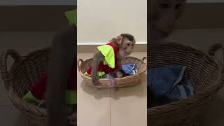 monkey jenny so love baby monkey linda