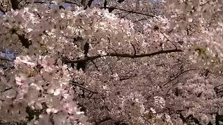 2018.3.29 和歌山城公園桜満開