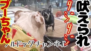 ブルドッグ🐶ブーちゃん吠えられる😂#short