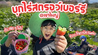 First I น้องเฟิร์ส I Ep.67 เก็บสตรอว์เบอร์รี @เขาใหญ่