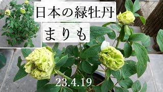 【日本の緑牡丹】まりも【大根島牡丹】【親は中国牡丹の豆緑】