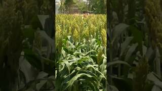 Cultivation and taking care of jwari plant