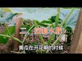 黄瓜开花坐果期如何管理？这3个要点一定要注意