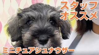 【シュシュ港南台店】スタッフオススメのミニチュアシュナウザー🐕