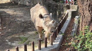 アルゴちゃんのようすです【‎2023‎年‎12月‎19日】【上野動物園】ヒガシクロサイ