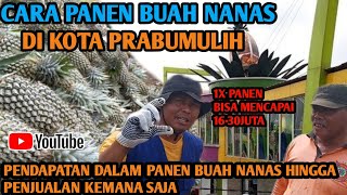 PENDAPATAN PETANI NANAS DI KOTA PRABUMULIH DAN CARA PANEN BUAH NANAS