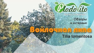 Войлочная липа I Tilia tomentosa