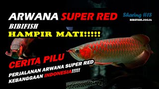 KISAH PILU ARWANA SUPER RED KEBANGGAAN BIBIFISH !!!!! (SHARING #18, BIBIFISH JOGJA)