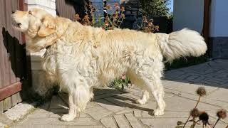 Golden Retriever barking
