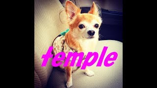 チワワのぽっち Go to temple お寺に行く Chihuahua no pocchi