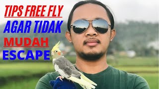 TIPS FREE FLY AGAR TIDAK MUDAH ESCAPE - FALK SIGORO