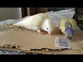 天才インコに開けてもらった郵便物を無事取り出す飼主と処分しやすいように更にシュレッダーしてくれる天才