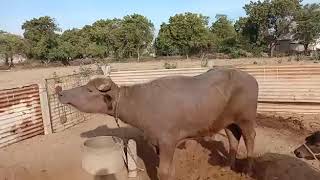 Bhuro Banni Bull   For Sale