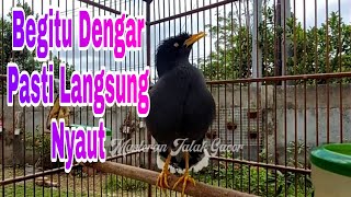 Starling Bird Chirping very melodious and amazing. episode 87