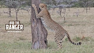 Watch this Cheetah As he Marks His Territory! | Lalashe Mara Ripoi Safari