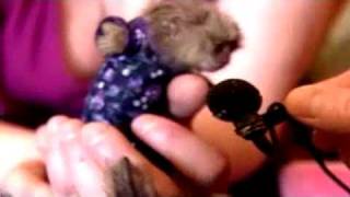 Baby Monkey