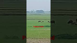 চারণভূমি।(pasture land)#shorts #shortvideo #nature #travel #travel and tour buzz #experiencenature