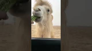 🐪Camel eating karela 🤠🤠FridayFive|Shorts 🤣