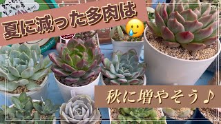 【多肉植物】#54夏に減った多肉は秋に増やそう♪