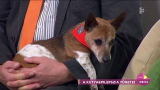 Vigyázat! Az epilepsziás rohamban szenvedő kutya megharaphatja gazdáját - tv2.hu/fem3cafe