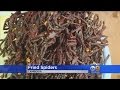 Fried Tarantulas All The Rage In Cambodia