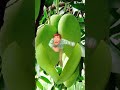 GREEN MANGO funny video #shorts