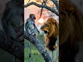 lion trying to attack on monkey 🐵🔥 animals monkey lion lionlover wildlife trending viralvideo