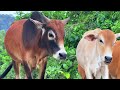 video aktivitas lembu sapi gembala berjalan pulang melintasi jalan desa sawah pulang menuju kandang