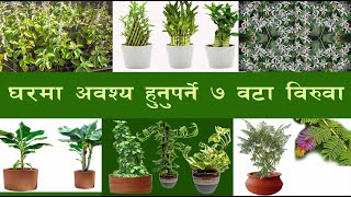 Seven important plant for house (Happy Life With Beautiful Place)