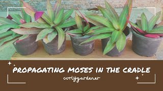 Propagating Moses in the Cradle/Boatlily | Curlygardener