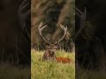 wildlife photography red and fallow deer in rutting season nikon d500