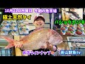 【休み明け少ないです💦】【魚屋の仕入れ】【極上天然タイ】今朝の魚市場10月21日月曜日の水揚げ状況